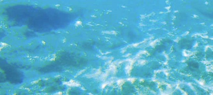 marinephytoplankton